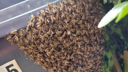 Retiree to become 'accidental beekeeper' - after huge swarm appears in his garden