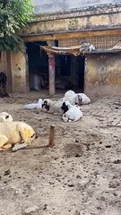 Sheep goat Bakra Eid