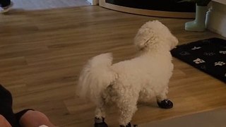 First Time in Boots!  This Pup's Hilarious Walk Will Melt Your Heart!