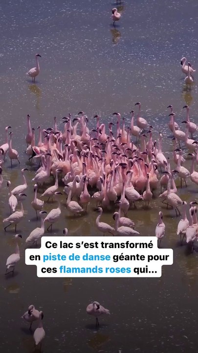Spectaculaire parade nuptiale