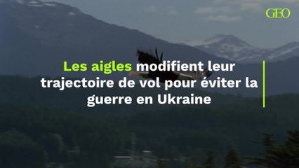 Les aigles modifient leur trajectoire de vol pour éviter la guerre en Ukraine