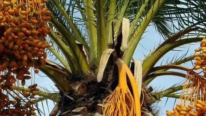 When did djjal comes.? Dajjal KAHA hy aur Kub ay ga