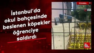 İstanbul'da okul bahçesinde beslenen köpekler, öğrenciye saldırdı