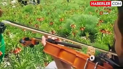 Ters laleler Tunceli dağlarına renk kattı