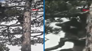 Kazdağları’nda motosikletiyle gezen sürücü boz ayıyı görüntüledi