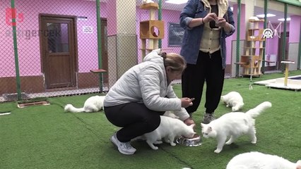 Koruma altındaki Van kedileri, birinci doğum döneminde 70 yavru doğurdu