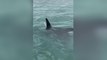 Yeni Zelanda’da katil balinanın üzerine atlayan adama para cezası