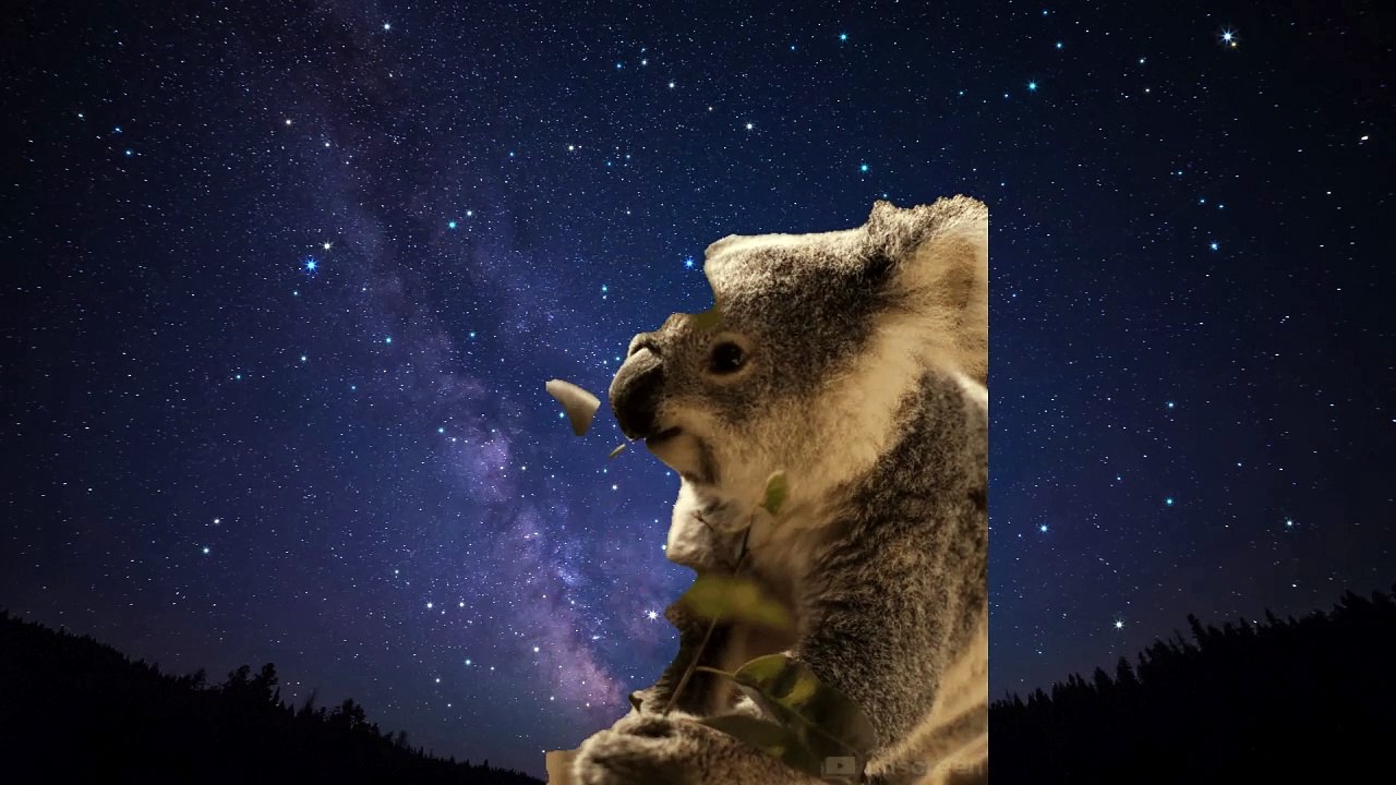Loving Animal