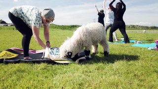 Rogue sheep interrupts Alpaca yoga class