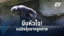ชิมแปนซีสวนสัตว์สเปนอุ้มซากลูกตายแล้วนาน 3 เดือน | ข่าวต่างประเทศ | PPTV Online