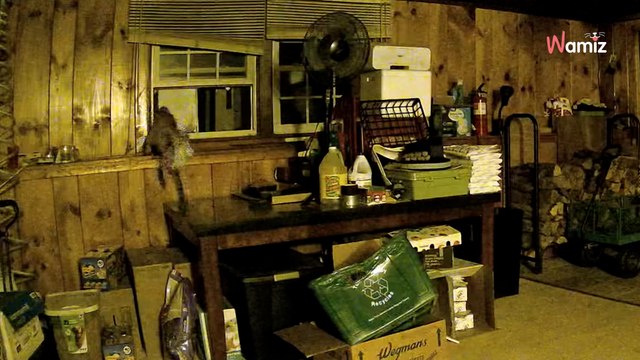 Überwachungskamera schlägt in der Nacht Alarm: Als sie die Bilder sieht, staunt sie nicht schlecht