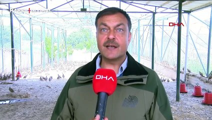 Depremler üretimi durdurmadı: Kınalı keklikler doğaya salınmaya hazır