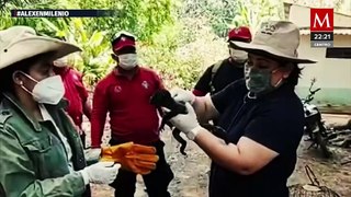 Especialistas investigan la muerte de monos saraguatos en Tabasco por altas temperaturas
