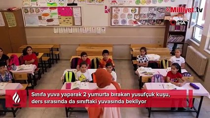 Sınıfın davetsiz misafiri yusufçuk kuşu, yuvasını kitaplığa yaptı