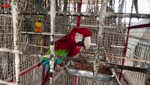 Gaza Zoo Animals Moved To Safety as IDF Rolls Through Rafah