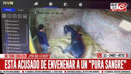 Tremendo: envenenó a un caballo y quedó registrado por las cámaras