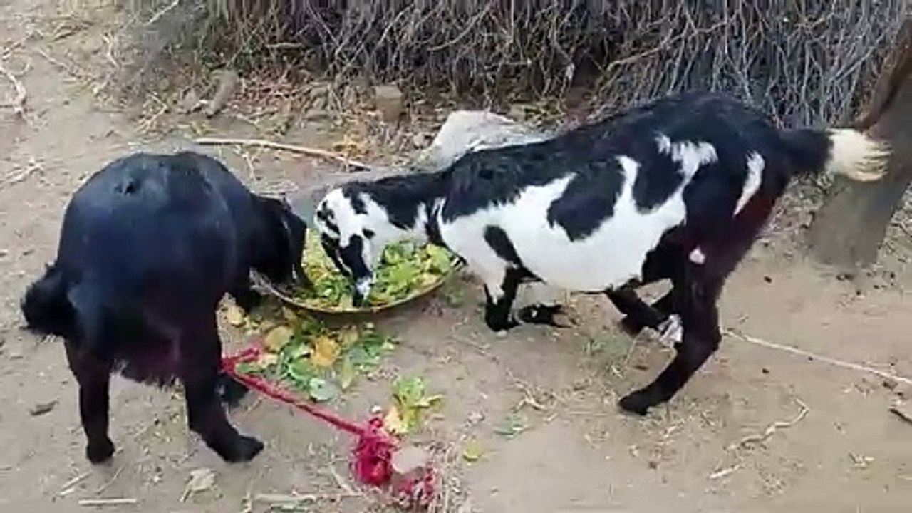 Two goats are eating