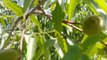 Grow Almonds In Your Garden ll Almonds yree