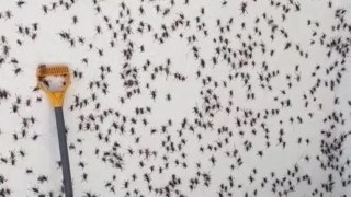 House covered in swarm of bugs