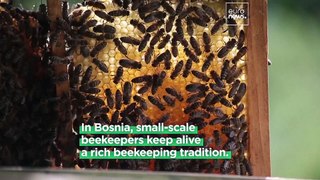 ‘Bees are under a double threat’: Beekeepers in Bosnia are battling climate change and disease