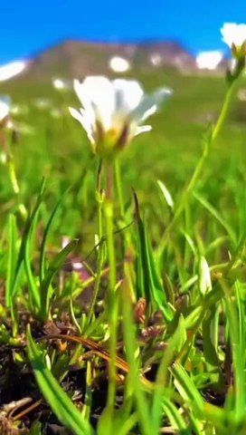Greenery