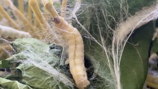 Cuban Silkworms Spin New Opportunities for Local Artisans