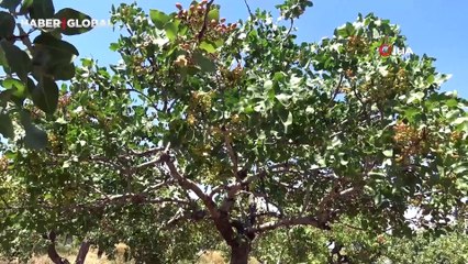 55 yıllık dede mirasına gözü gibi bakıyor