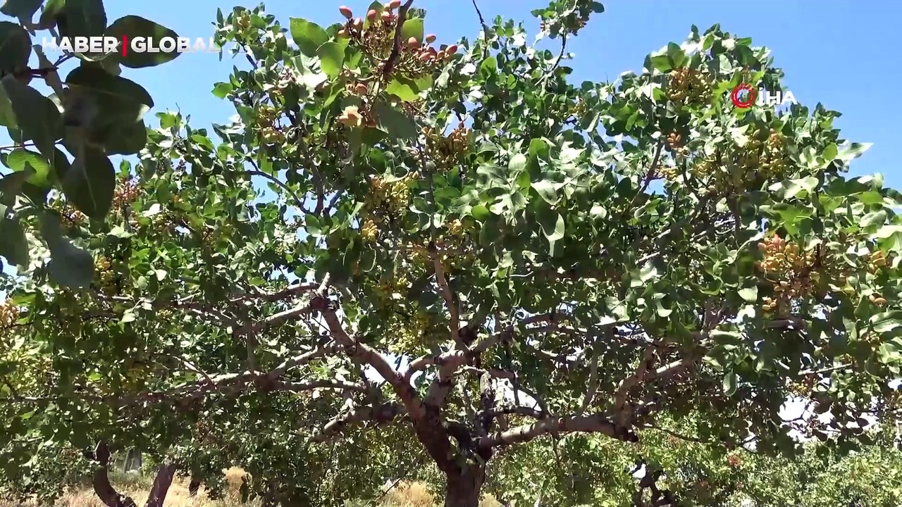 55 yıllık dede mirasına gözü gibi bakıyor