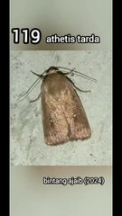 ATHETIS TARDA (119)