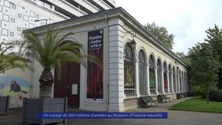 Reportage - Un voyage de 360 millions d'années au Museum d'histoire naturelle