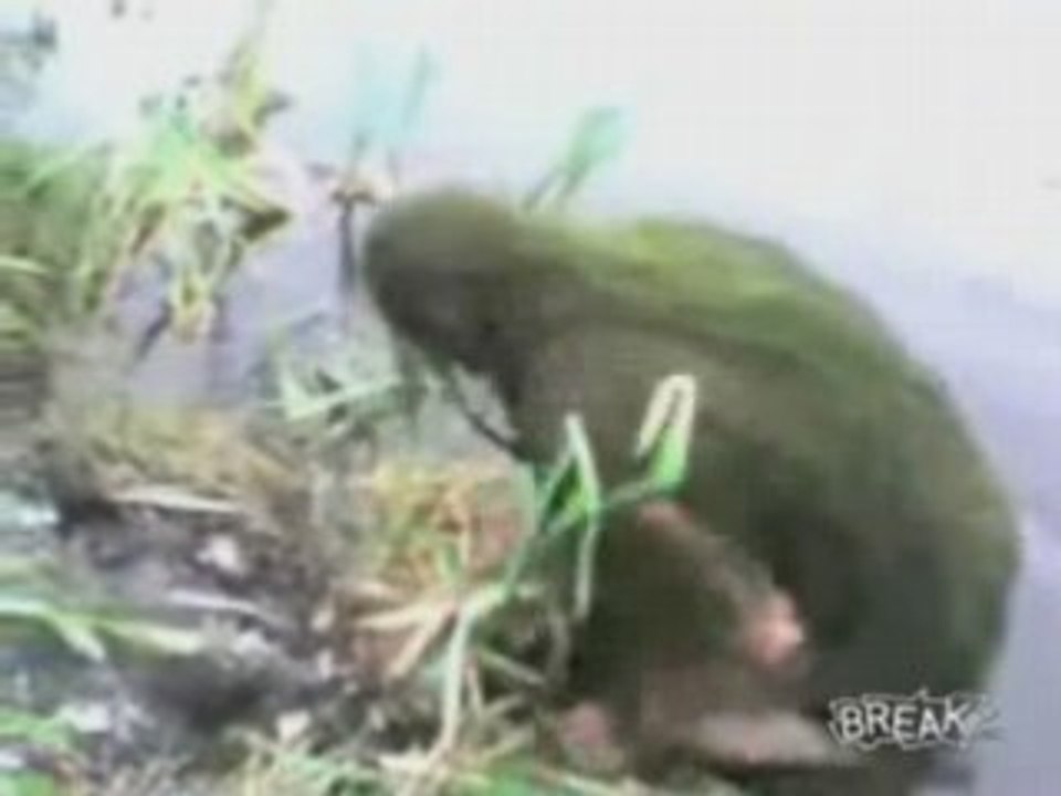 Dont Jump In This Pond