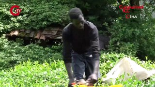 Senegalli işçiler çay hasadında: Günlük 5 bin 500 TL kazanıyorum...