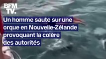 Un homme saute sur une orque et provoque la colère des autorités néo-zélandaises