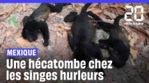 Mexique : De nombreux singes hurleurs meurent pendant la vague de chaleur