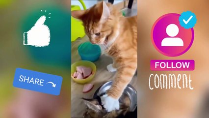 Very Funny Animals Part 5!!!!!!! Dont Miss Watch It