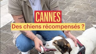 La Palm Dog : les chiens récompensés (aussi) à Cannes