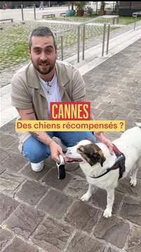 La Palm Dog : les chiens récompensés (aussi) à Cannes