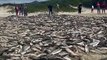 Pescadores capturam maior lanço da pesca da tainha da temporada em Florianópolis