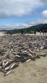 Pescadores capturam maior lanço da pesca da tainha da temporada em Florianópolis