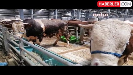 Erzurum'da Kurban Bayramı öncesi hayvan pazarında fiyatlar yükseliyor