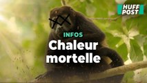 Il fait si chaud au Mexique que les singes tombent raides morts des arbres