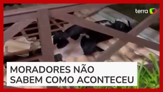 Bombeiros resgatam vaca presa no telhado de casa em Santa Catarina