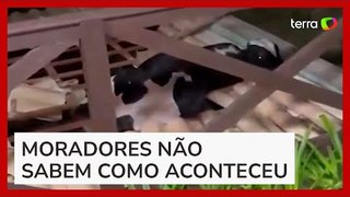 Bombeiros resgatam vaca presa no telhado de casa em Santa Catarina
