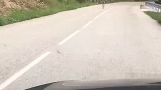 Un loup qui court sur la route inquiète les habitants