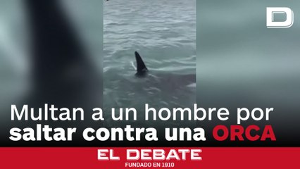 Multan a un hombre por saltar contra una orca desde un barco en Nueva Zelanda