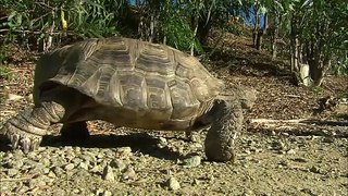 This Desert Tortoise Is Known as Trucker and He Has a Remarkable Story