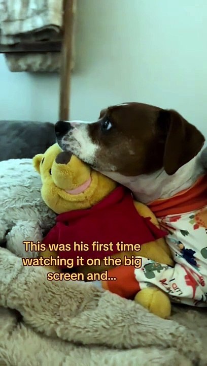 rei leão, cão