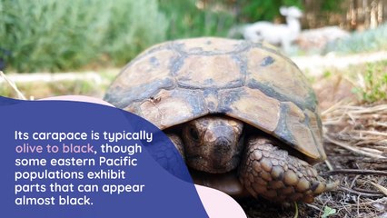 The Green Sea Turtle: A Marvel of the Oceans