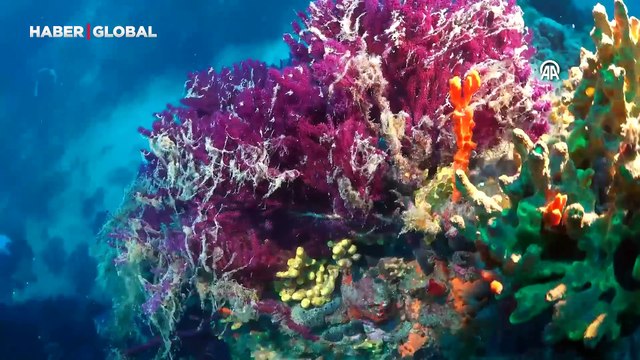 22 Mayıs, Uluslararası Biyolojik Çeşitlilik günü kutlanıyor