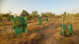 Watch Video: पौधों की सुरक्षा के लिए लगाई बाड़, रोपण के बाद कर रहे पौधों की सार-संभाल